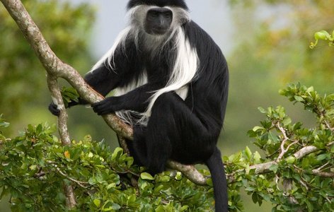 Rwanda chimpanzees