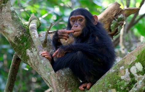 Chimps in Nyungwe Rwanda