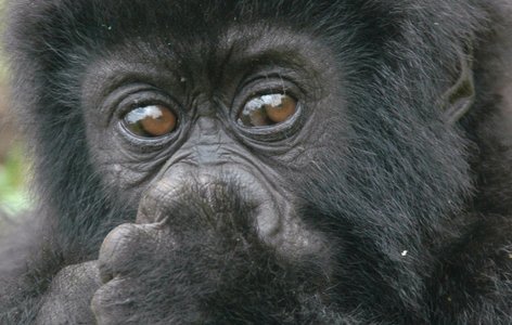 Gorilla Tours Rwanda