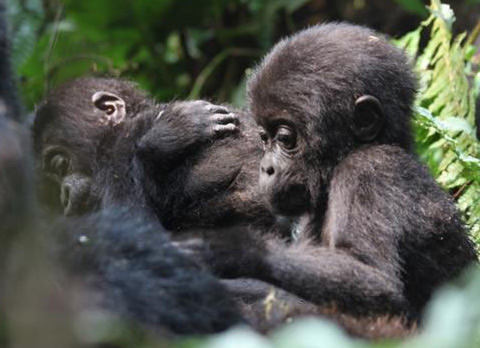 gorillas Uganda
