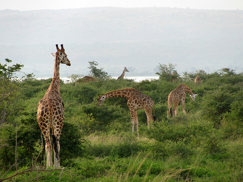 Akagera giraffes