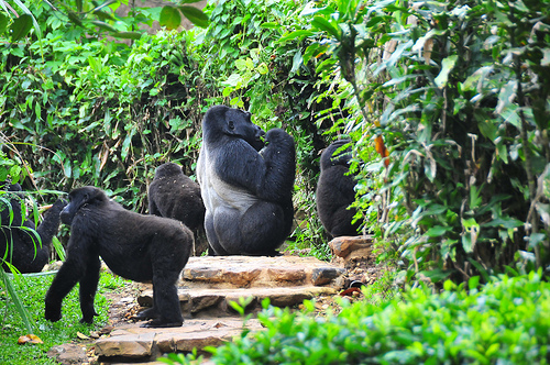 Rwanda gorillas tour