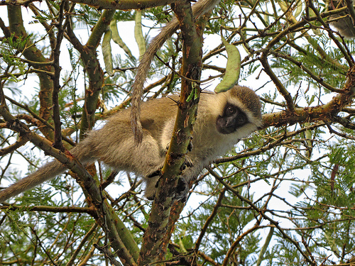 Rwanda Primates Tours