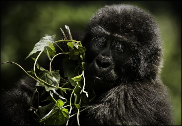 Rwanda Luxury Gorilla Safari